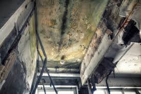 Best Mold Documentation for Insurance Claims in Massapequa, NY